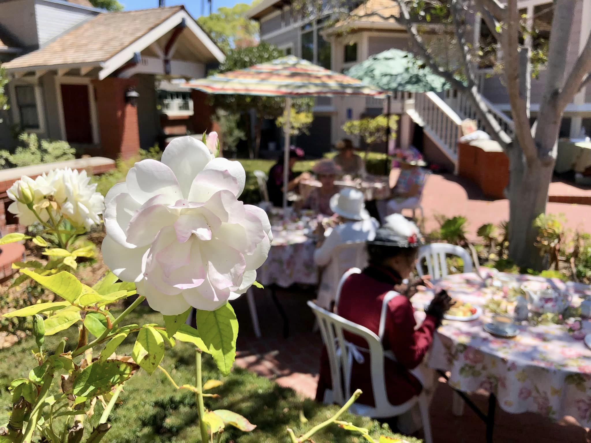Close-up of a white flower in focus with blurred background of people enjoying tea at outdoor tables in Heritage Square, surrounded by greenery and quaint houses.